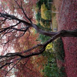 Acer palmatum 'Beni-kagami'