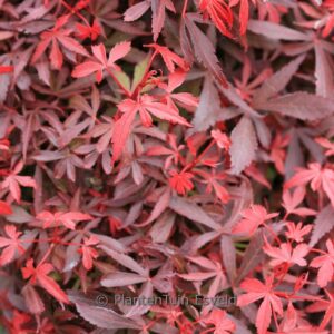 Acer palmatum 'Carll's Corner Broom'