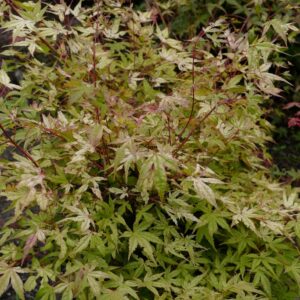 Acer palmatum 'Coral Magic'