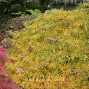 Acer palmatum 'Ellen'