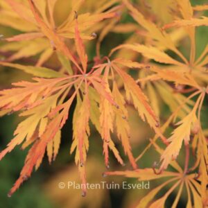 Acer palmatum 'Germaine's Gyration'