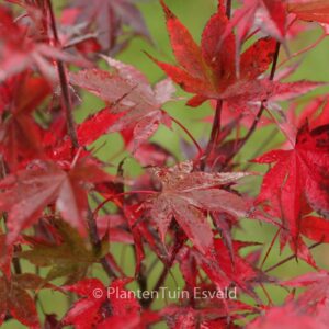Acer palmatum 'Going Red'