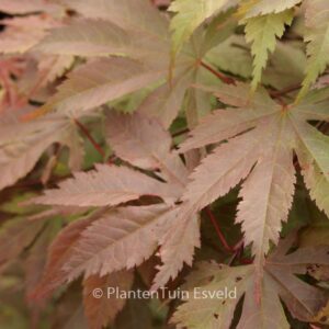 Acer palmatum 'Heguri'