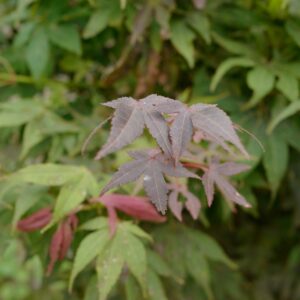 Acer palmatum 'Heisei-nishiki'