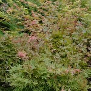 Acer palmatum 'High Hopes'