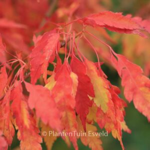 Acer palmatum 'Hiroha-koshimino'