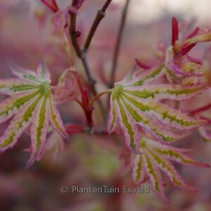 Acer palmatum 'Ikandi'