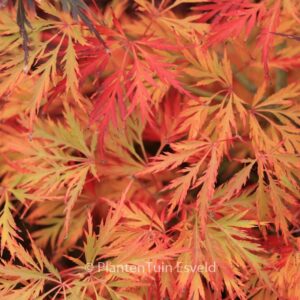 Acer palmatum 'Irish Lace'