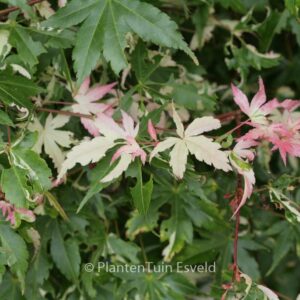 Acer palmatum 'Karasu-gawa'