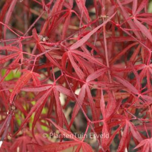 Acer palmatum 'Keiser'