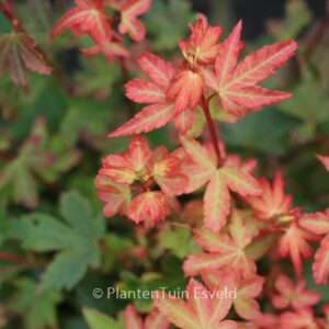 Acer palmatum 'Koto-maru'