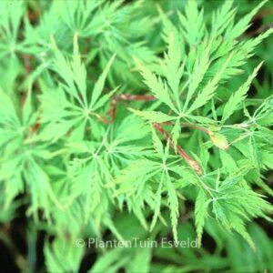 Acer palmatum 'Lemon Chiffon'