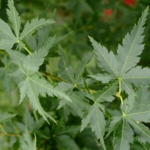 Acer palmatum 'Little Richard'