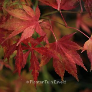 Acer palmatum 'Matsuo'