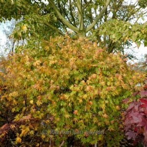 Acer palmatum 'Meihoh-nishiki'