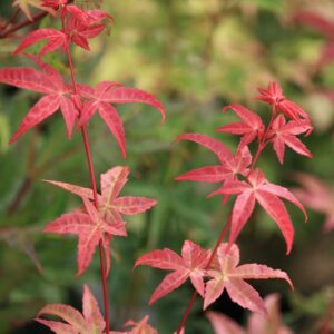 Acer palmatum 'Melanie'