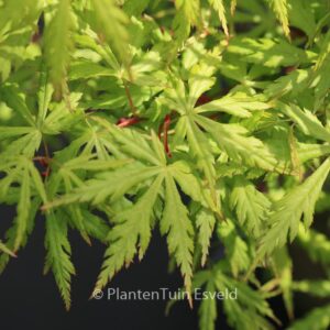 Acer palmatum 'Midori-mure-hibari'