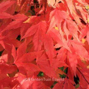 Acer palmatum 'Momenshide'