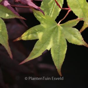 Acer palmatum 'Naka-oku-gawa'