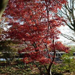 Acer palmatum 'Red Flash'
