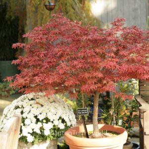 Acer palmatum 'Rhode Island Red'