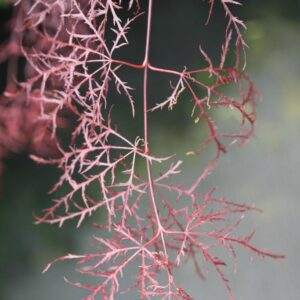Acer palmatum 'Ruby Lace'