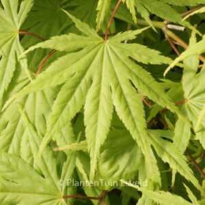 Acer palmatum 'Rufescens'