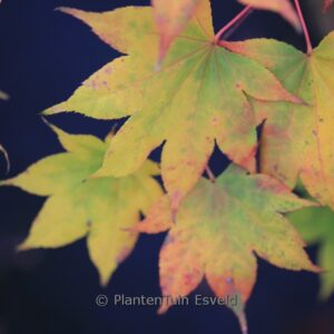 Acer palmatum 'Sa-otome'
