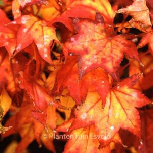 Acer palmatum 'Samidare'