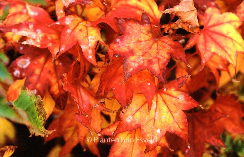 Acer palmatum 'Samidare'