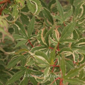 Acer palmatum 'Searle's Variegated'
