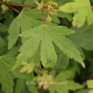 Acer palmatum 'Tiny Tim'