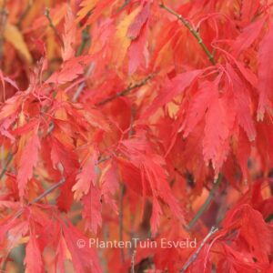 Acer palmatum 'Tsukuma-no'