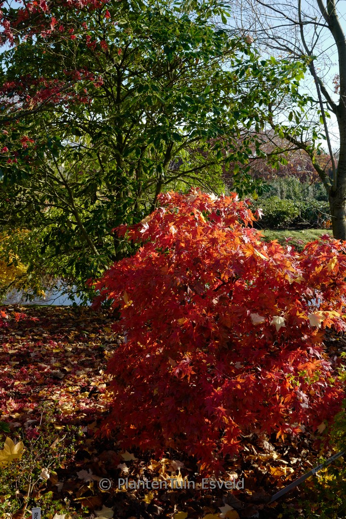 Acer palmatum 'Tsukushi-gata'