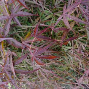 Acer palmatum 'Twisted Spider'