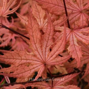 Acer palmatum 'Uncle Ghost'