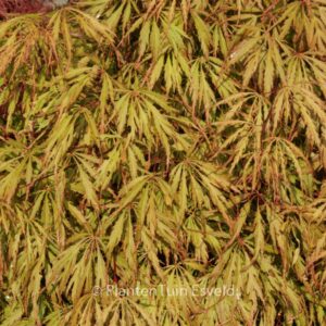 Acer palmatum 'Usu-beni-shidare'