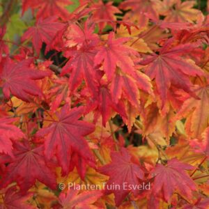 Acer palmatum 'Yama-otome'
