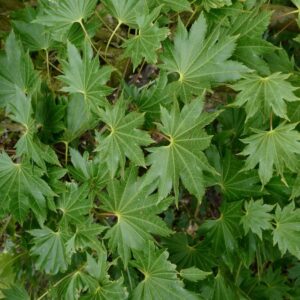 Acer shirasawanum 'Ezo-no-o-momiji'