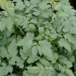 Actaea pachypoda 'Misty Blue'