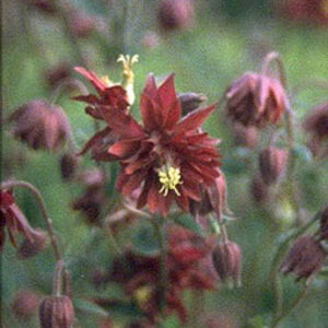 Aquilegia vulgaris 'Ruby Port'
