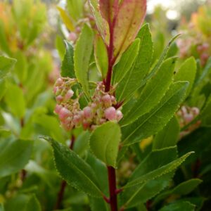Arbutus unedo 'Minlily' (ROSELILY)