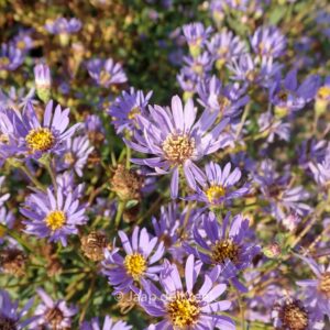Aster radula 'August Sky'