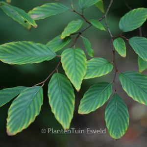 Berchemiella berchemiaefolia