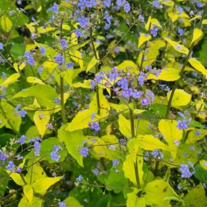Brunnera macrophylla 'Diane's Gold'