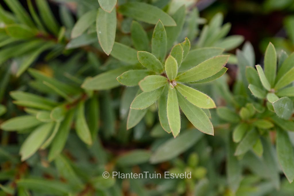 Callistemon viminalis 'Little John'