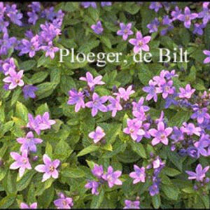 Campanula lactiflora 'Pouffe'