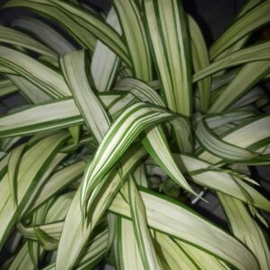 Carex siderosticta 'Shiro'