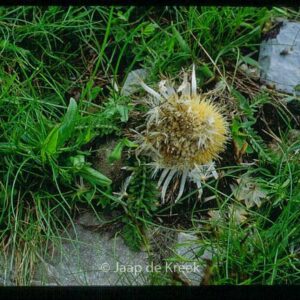 Carlina vulgaris