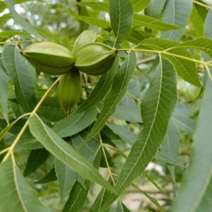 Carya illinoinensis 'Pawnee'
